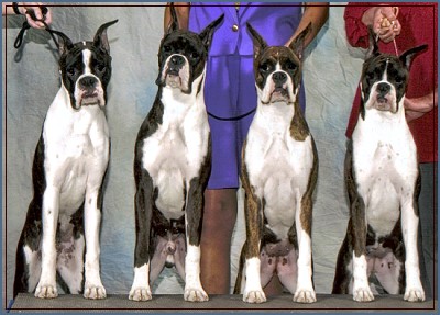 Abe x Rachel Puppies